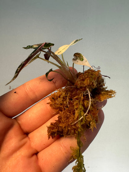 Alocasia ’Bambino’ Pink Variegata