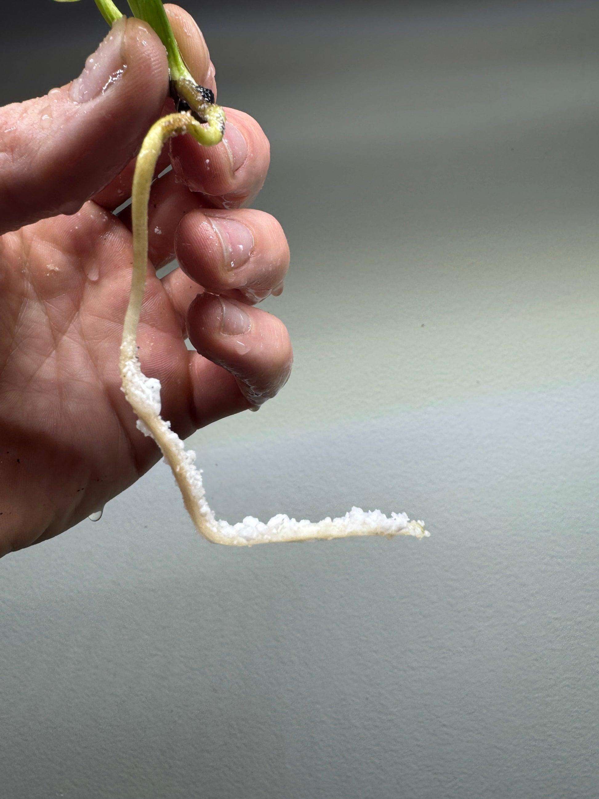 Healthy root system of Monstera ELECTROLYTE cutting with visible white root tips, perfect for propagation and growth.