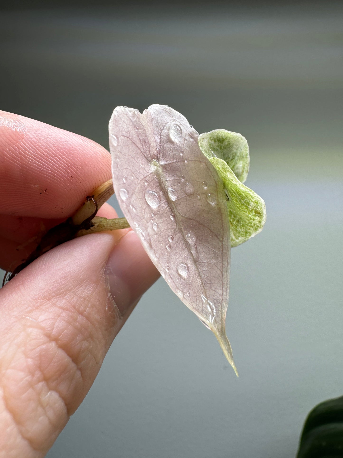 1x Unusual Mini Mystery Alocasia Subscription