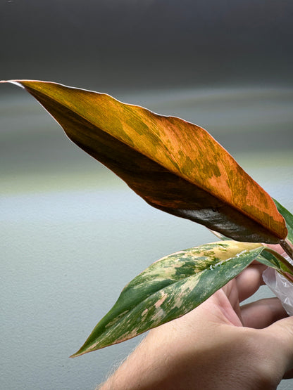 1x Rare Mystery Android Subscription