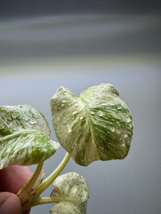 Monstera 'WHITE MONSTER' 