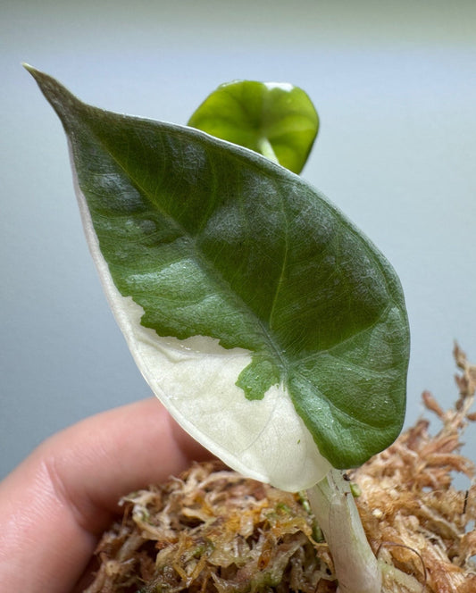 Alocasia Melo 'Variegata'