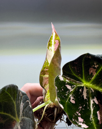 1x Rare Mystery Android Subscription