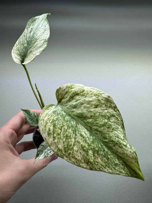 Monstera deliciosa 'MINT'