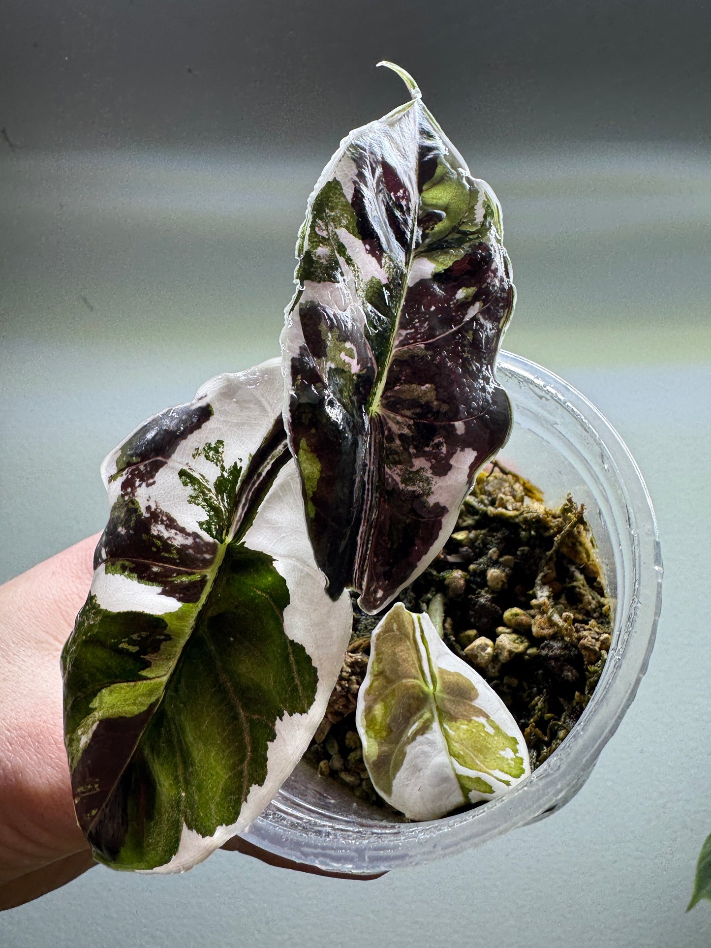 Alocasia azlanii Variegata