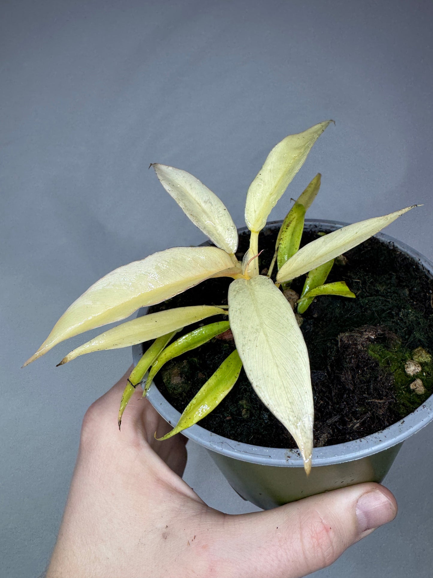 Philodendron Ring of Fire 'GOLD' rare philodendron with pale lime-green variegated leaves in a small nursery pot, ideal for indoor plant collectors.