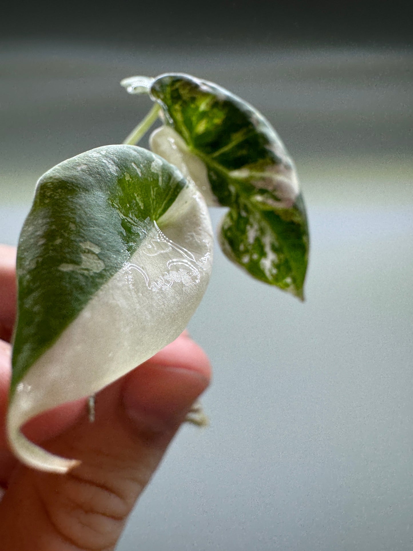 1x Unusual Mini Mystery Alocasia Subscription