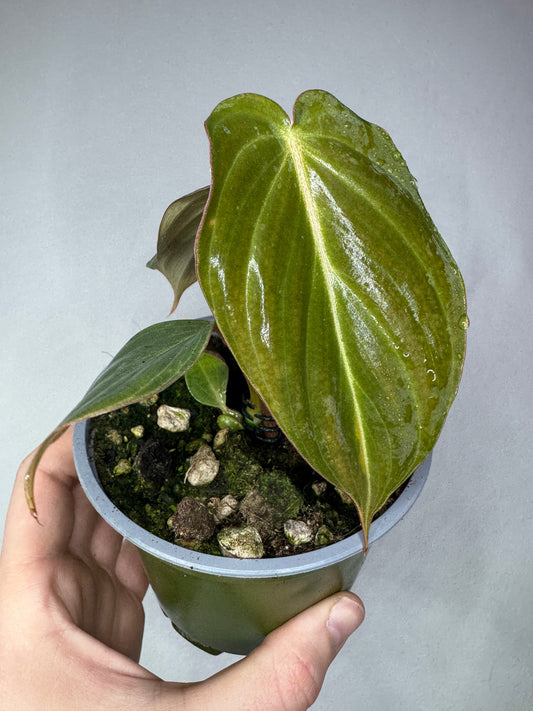 Small rare Aroid Subscription box featuring a velvety green Philodendron with prominent veining in a nursery pot. Ideal for exotic plant collectors.