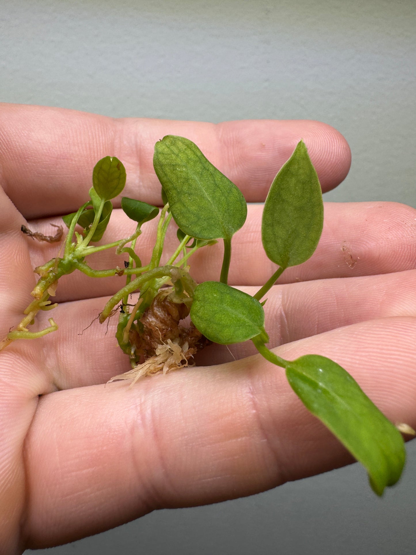 3x baby Anthurium waroqueanum 'Queen Anthurium'