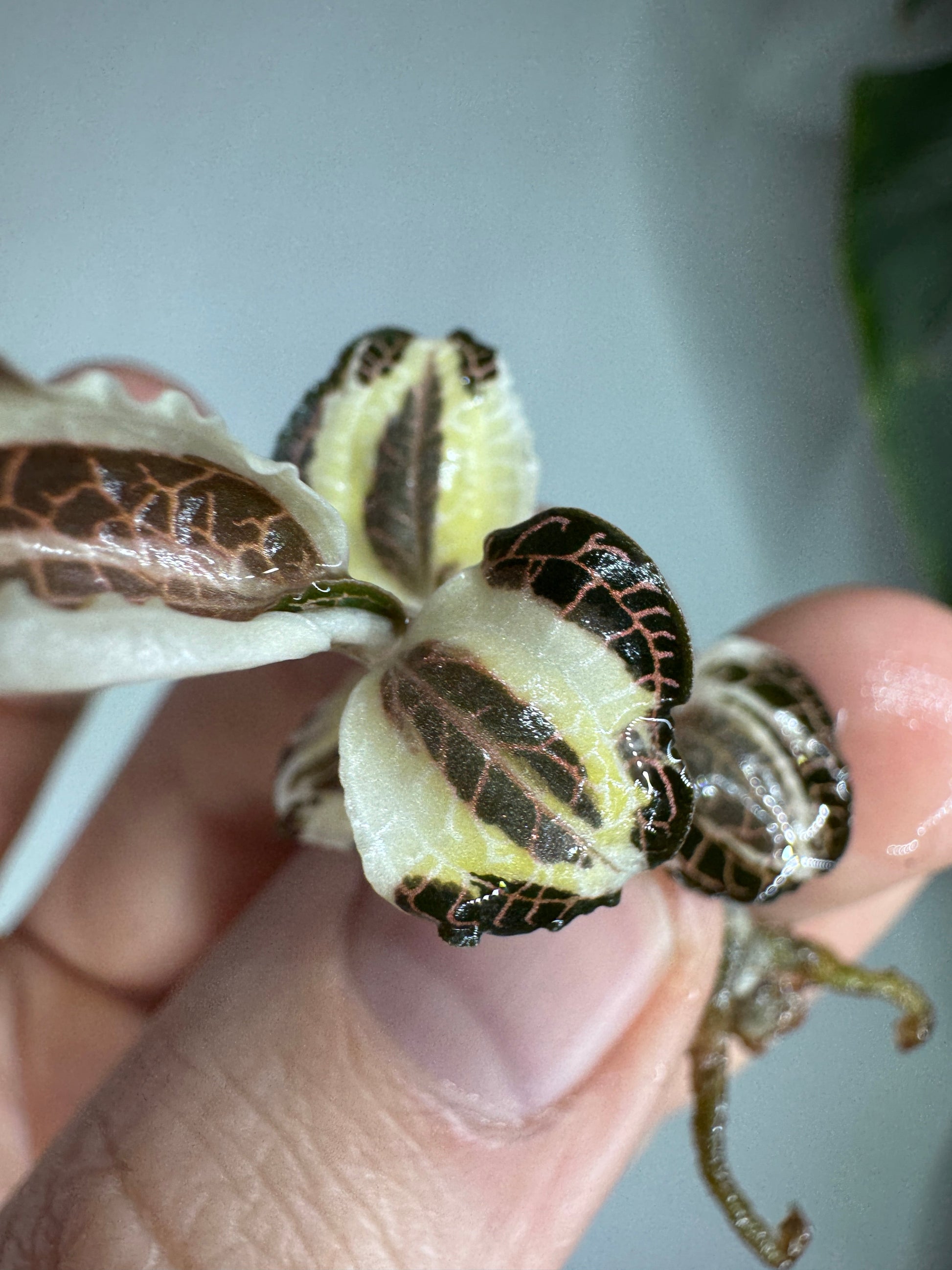 Close-up of Anoectochilus roxburgii ’Fire Bird’ variegata jewel orchid with striking variegated leaves in dark brown and creamy yellow tones.