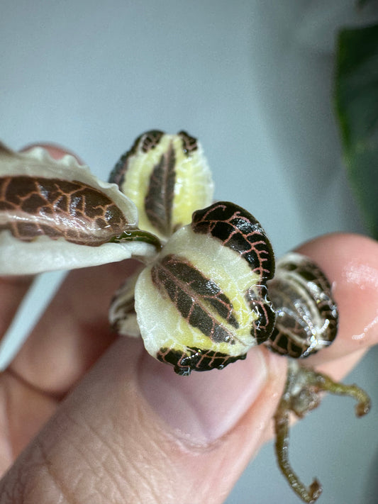 Close-up of Anoectochilus roxburgii ’Fire Bird’ variegata jewel orchid with striking variegated leaves in dark brown and creamy yellow tones.