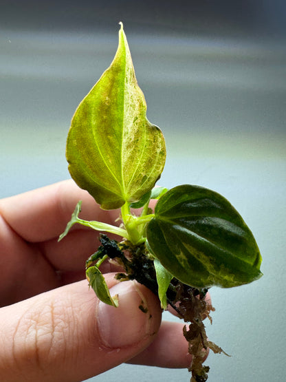 Philodendron verrucosum 'MINT'