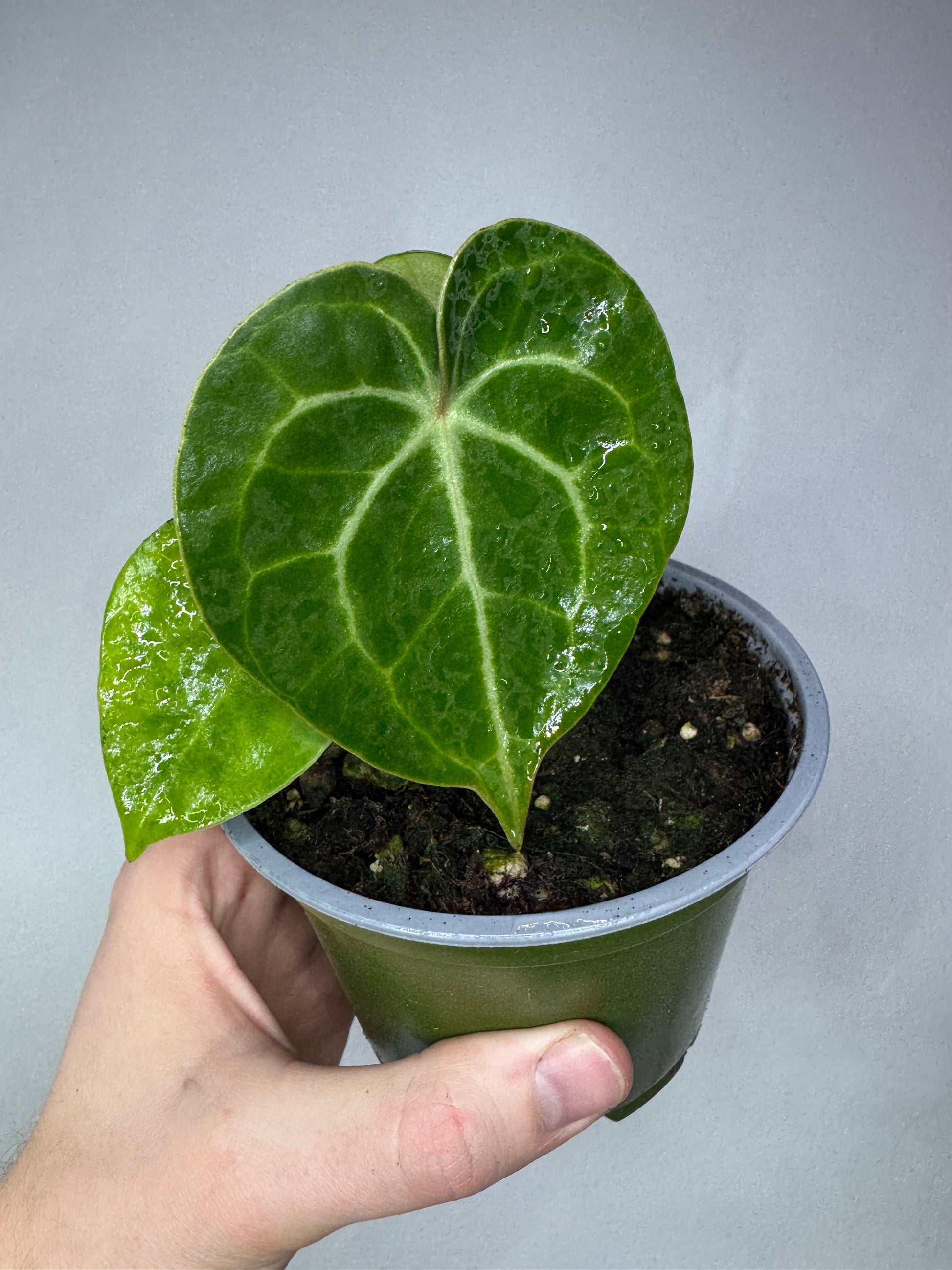 Anthurium clarinervium in a small nursery pot, showcasing its velvety, heart-shaped leaves with striking white veins. A great beginner plant for indoor spaces.