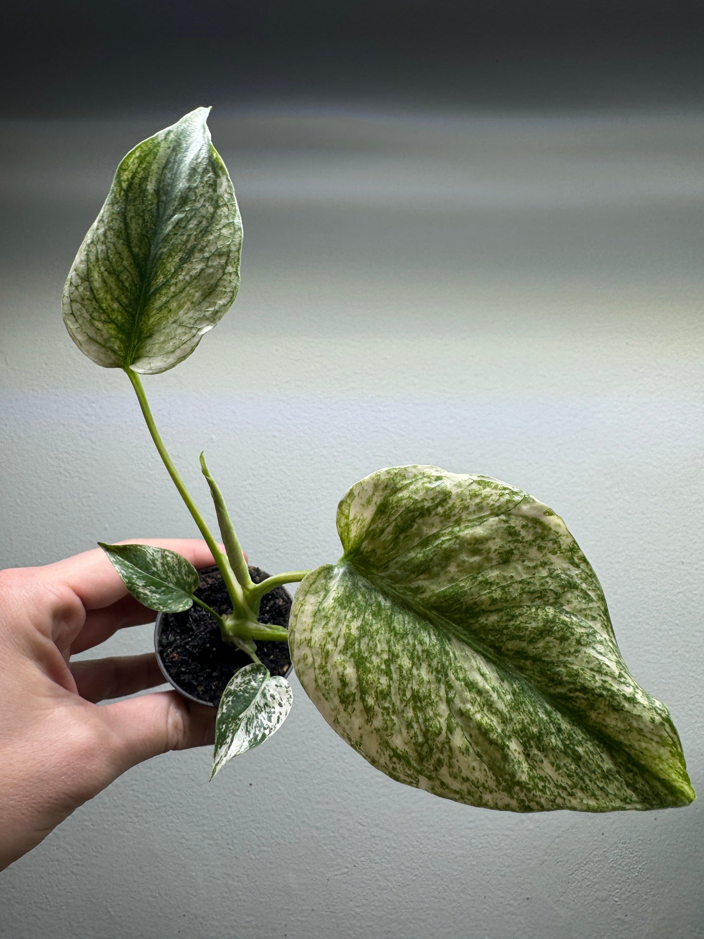 Monstera deliciosa 'MINT'