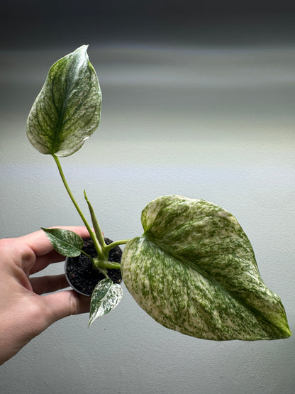 Monstera deliciosa 'MINT'