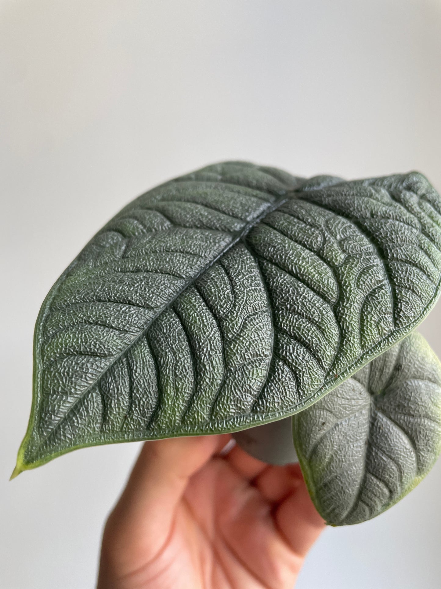 Alocasia Maharani