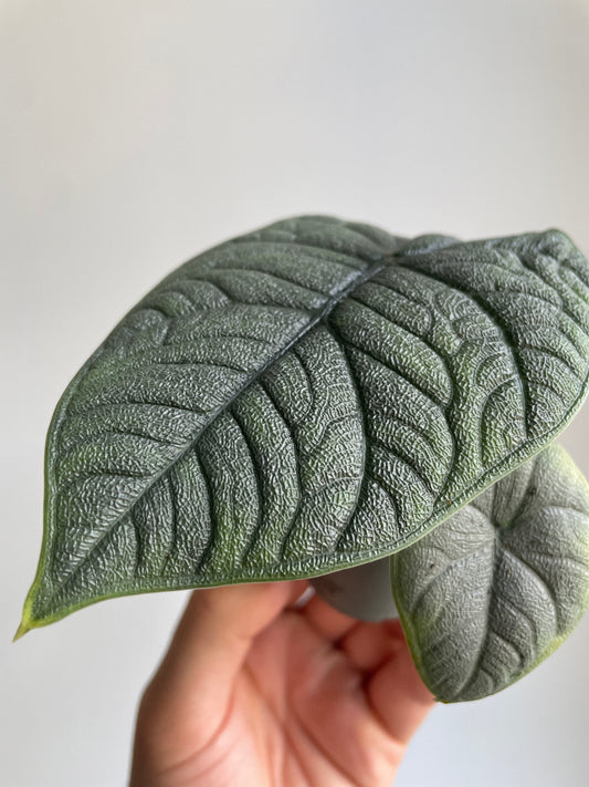 Alocasia Maharani