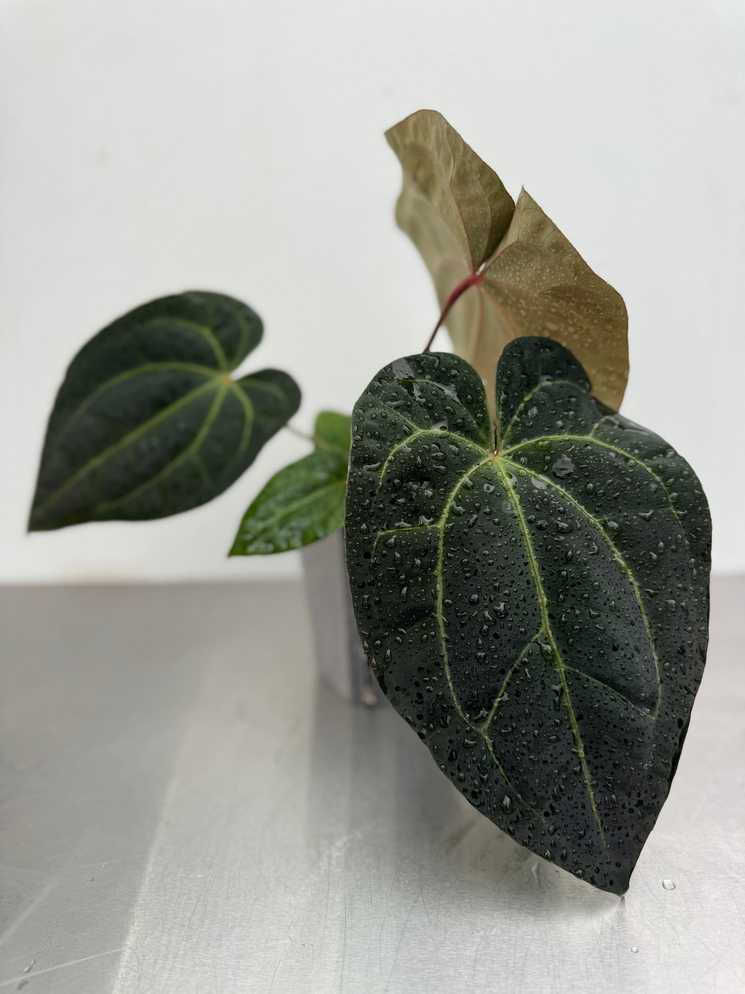 Anthurium Ace of Spades 'DF' x papillilaminum potted houseplant with dark, velvety heart-shaped leaves and prominent veining, ideal for indoor decor.