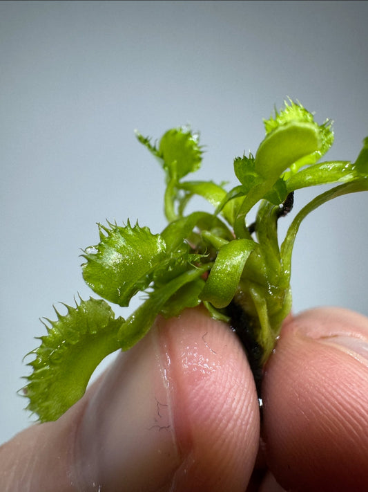 Dionaea muscipula ’Chinese Dumpling’ carnivorous plant with compact, dumpling-shaped green traps held between fingers, ideal for bug control.