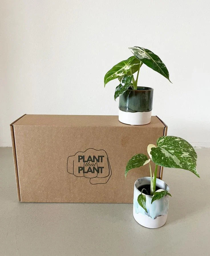 MYSTERY AROID BOX featuring rare aroids like Alocasia and Monstera in ceramic pots, ideal for indoor plant collectors and home decor lovers.