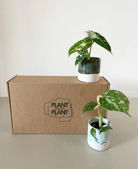Aroid Mystery Box - Rare Plants | Surprise Exotic Selection featuring two variegated aroid plants in ceramic pots beside a branded cardboard box.
