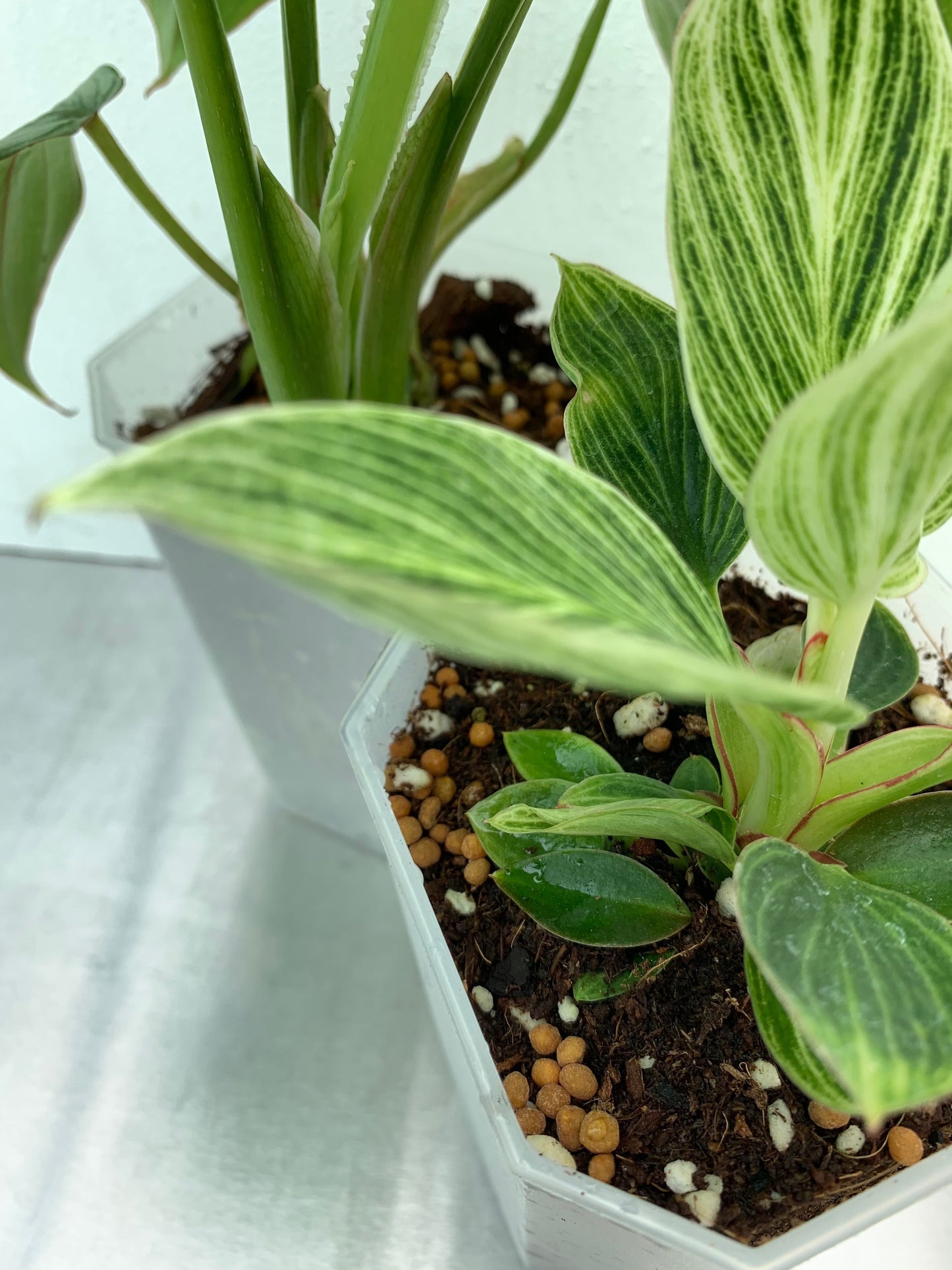 Multicote, 6 Month Release Fertilizer