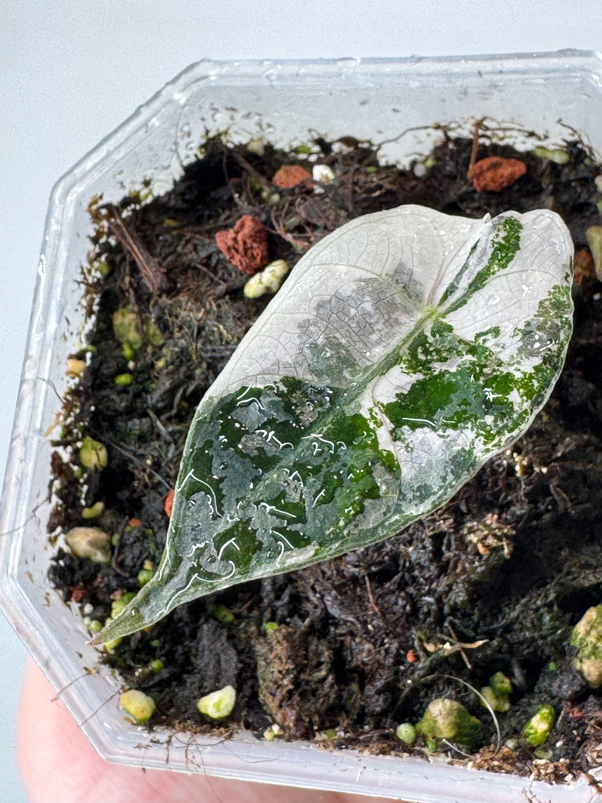 Alocasia Polly Variegata leaf with striking white and green variegation in a clear plastic pot. Ideal for indoor plant decor and care enthusiasts.