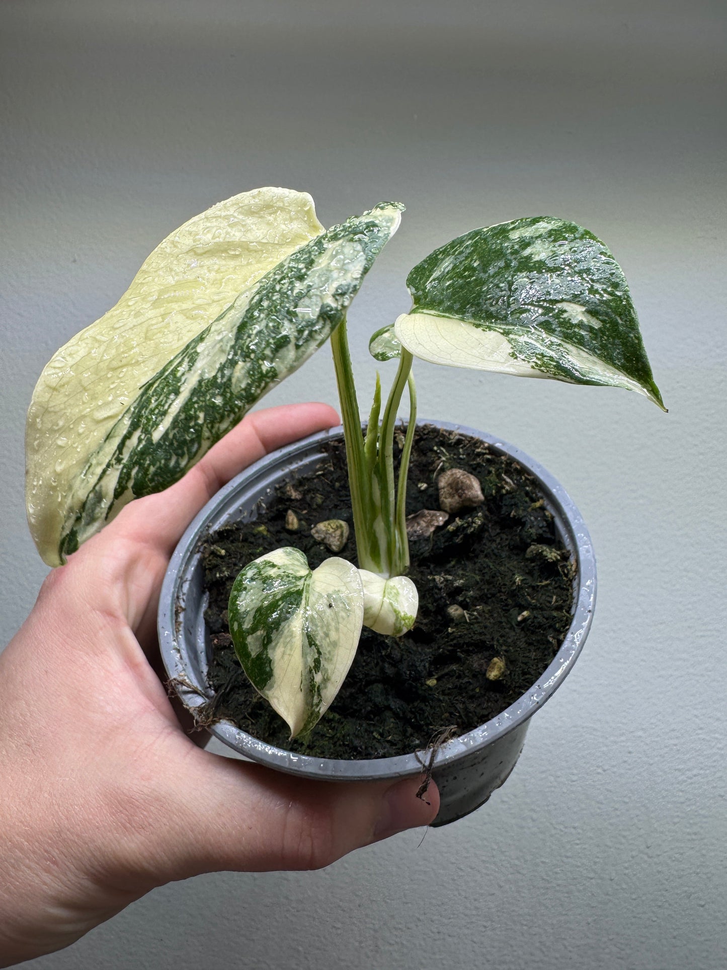 Monstera deliciosa 'Thai Constellation' High Variegation plant in small pot showing creamy-white marbled leaves with star-like patterns.