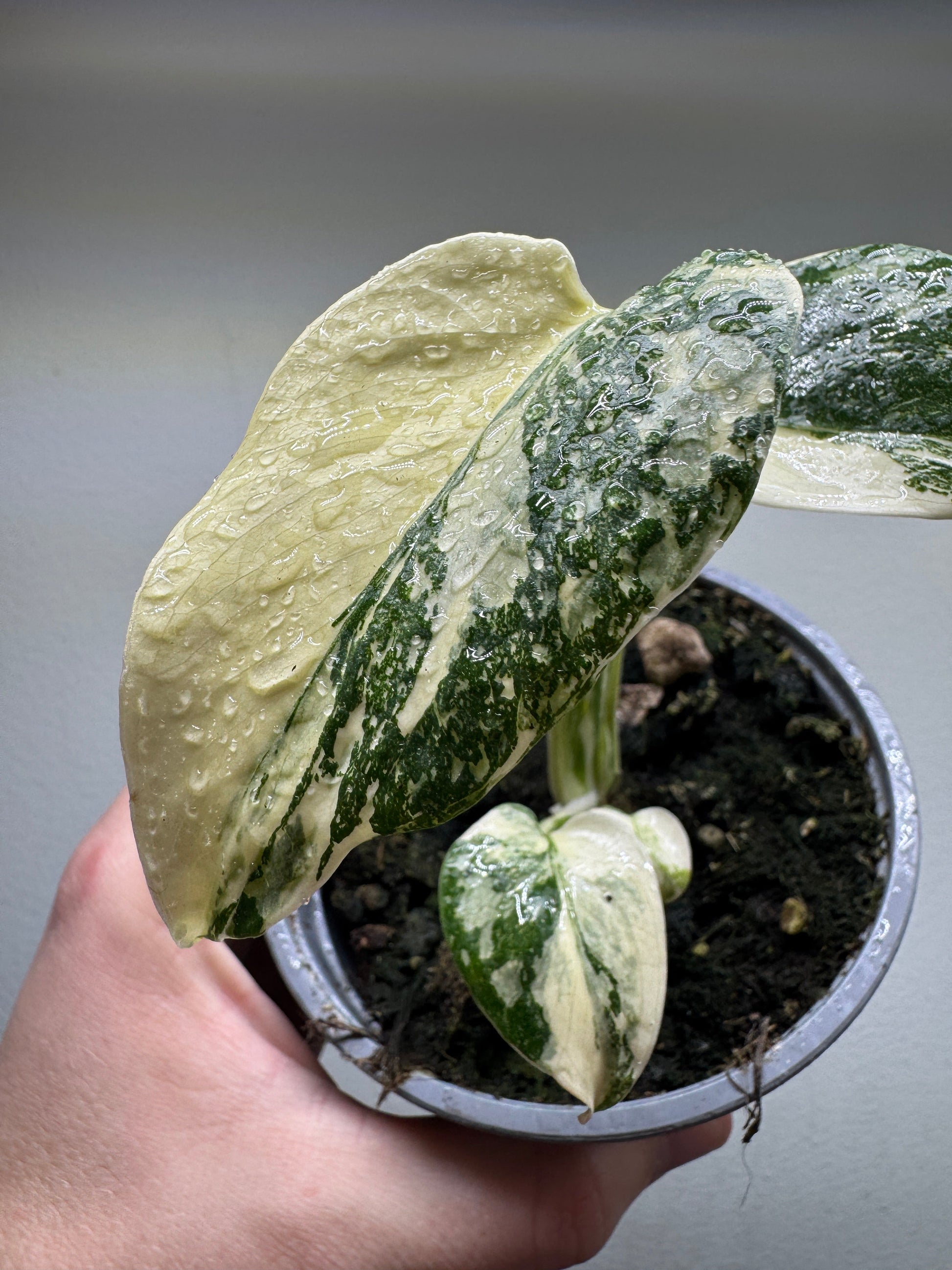 Close-up of Monstera deliciosa 'Thai Constellation' High Variegation leaf with heavy cream and green marbling, ideal for indoor plant collectors.