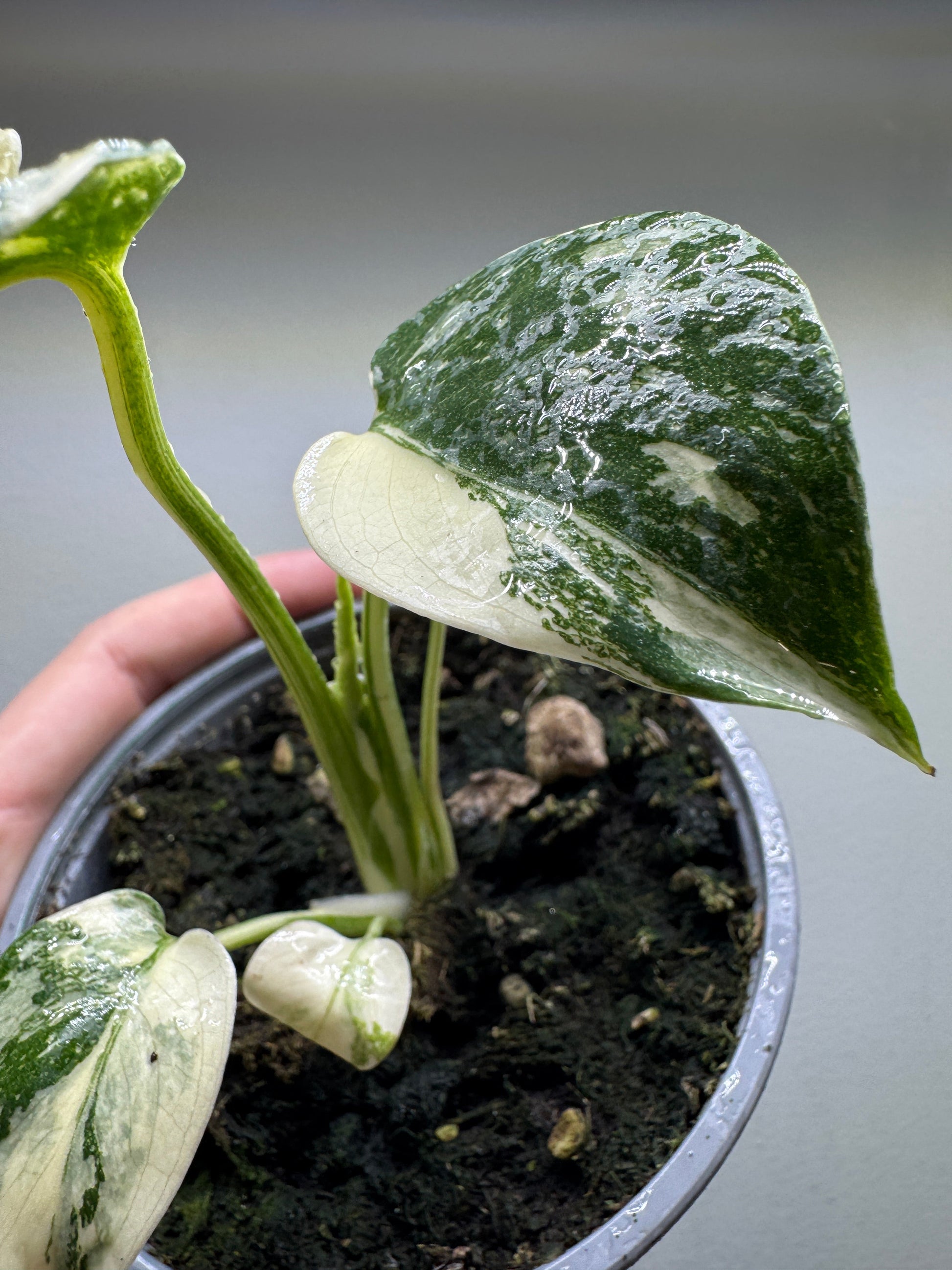 Detailed view of Monstera deliciosa 'Thai Constellation' High Variegation foliage with celestial variegation in a nursery pot for home gardens.
