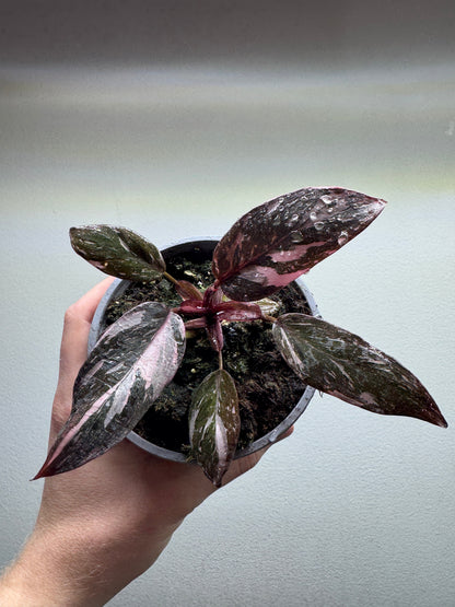 Philodendron Pink Princess GALAXY