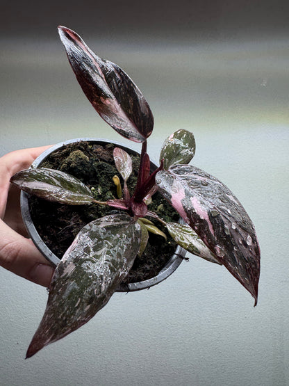 Philodendron Pink Princess GALAXY