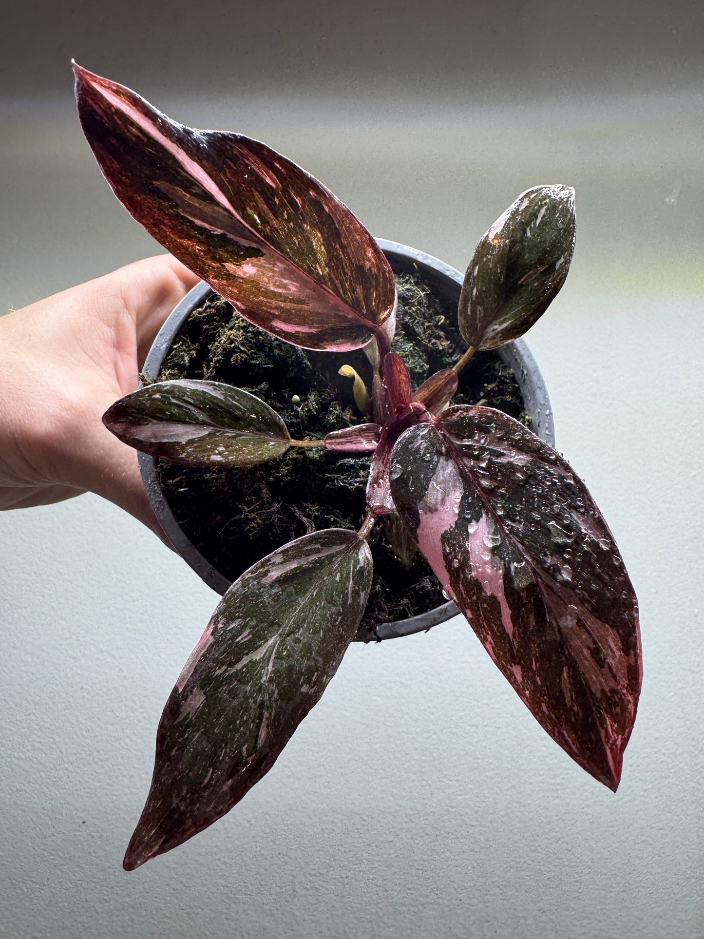 Philodendron Pink Princess GALAXY