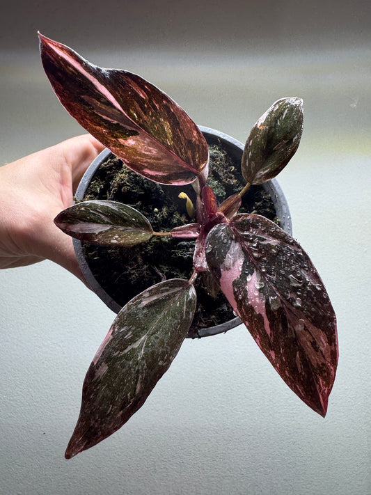 Philodendron Pink Princess GALAXY