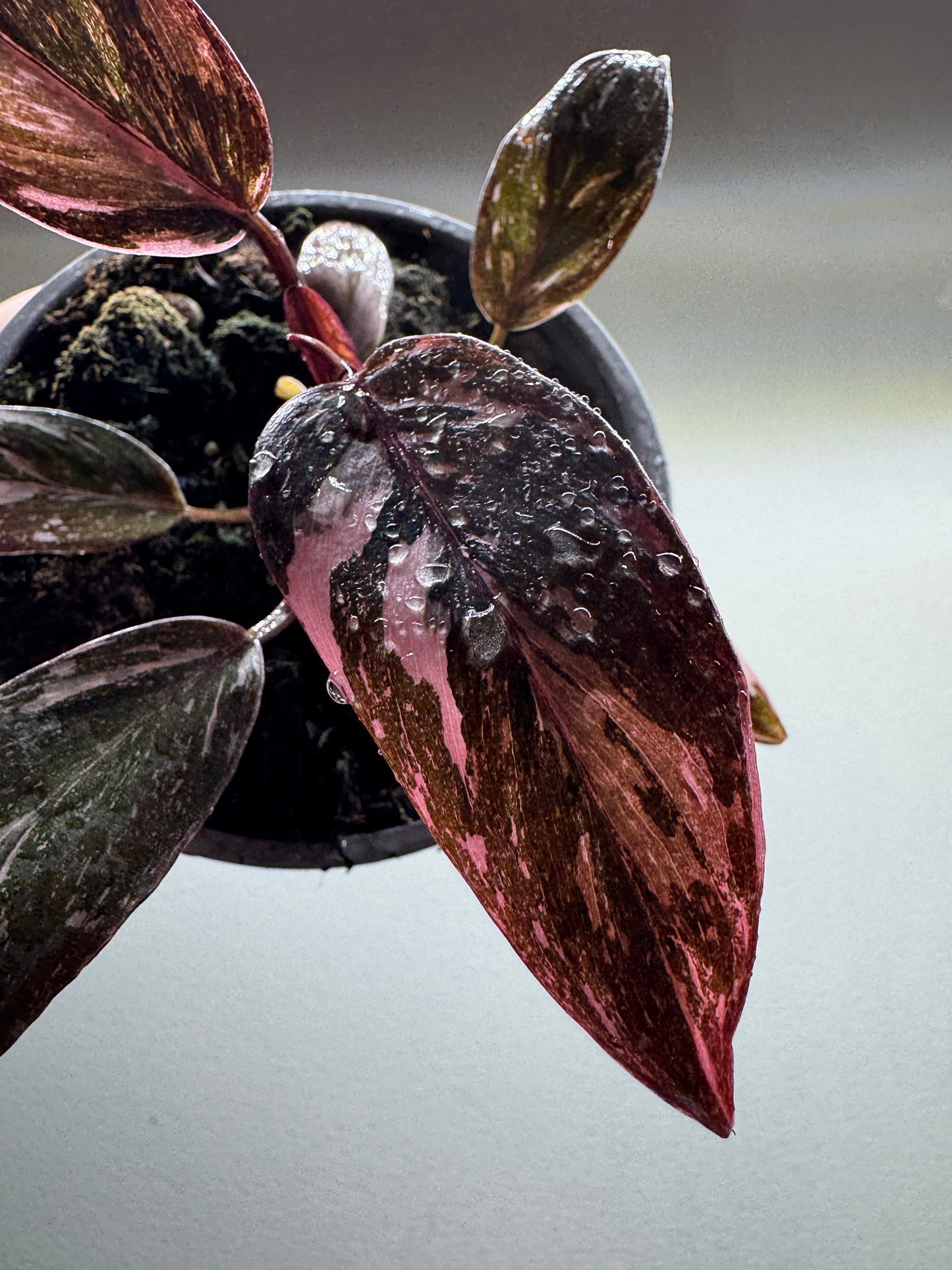 Philodendron Pink Princess GALAXY