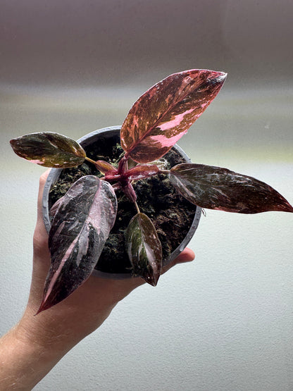 Philodendron Pink Princess GALAXY