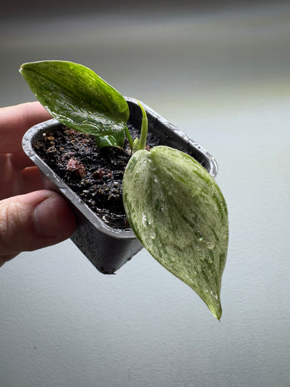 Philodendron hederaceum oxycardium variegata