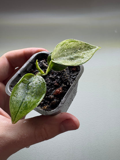 Philodendron hederaceum oxycardium variegata