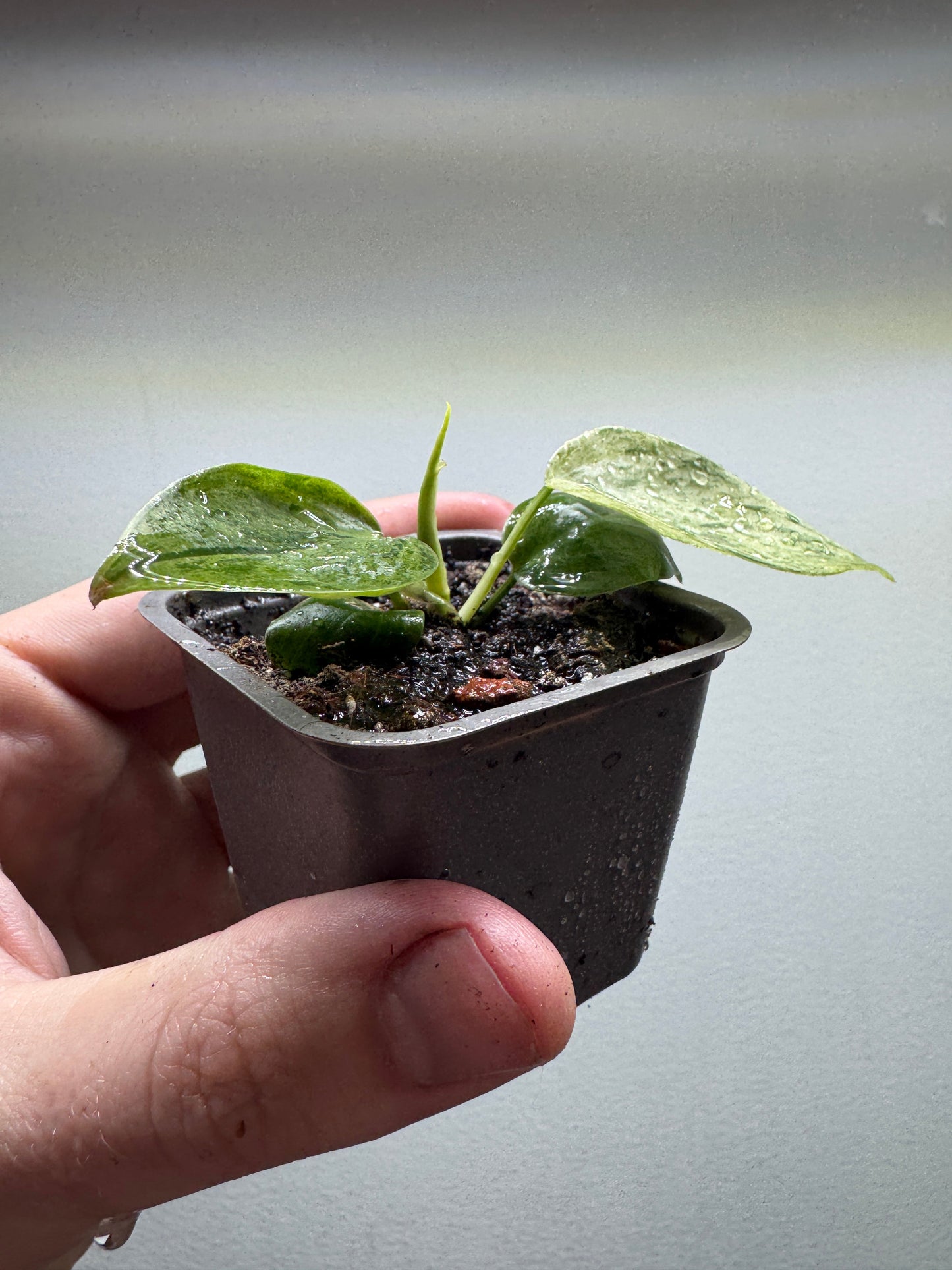 Philodendron hederaceum oxycardium variegata
