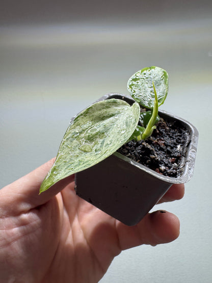 Philodendron hederaceum oxycardium variegata