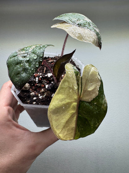 Alocasia 'Yucatan Princess' Variegata
