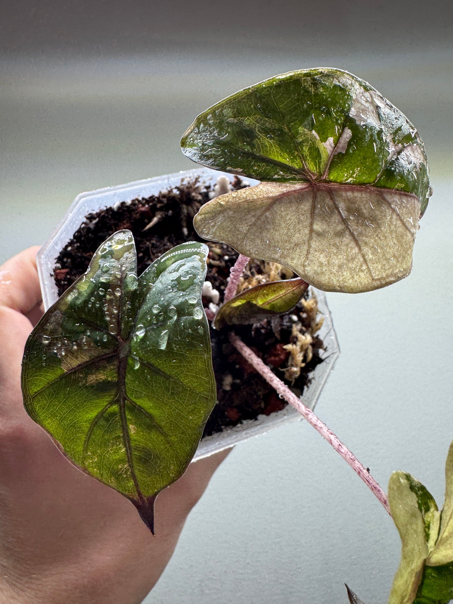 Alocasia 'Yucatan Princess' Variegata