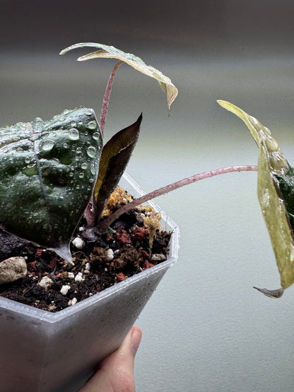 Alocasia 'Yucatan Princess' Variegata