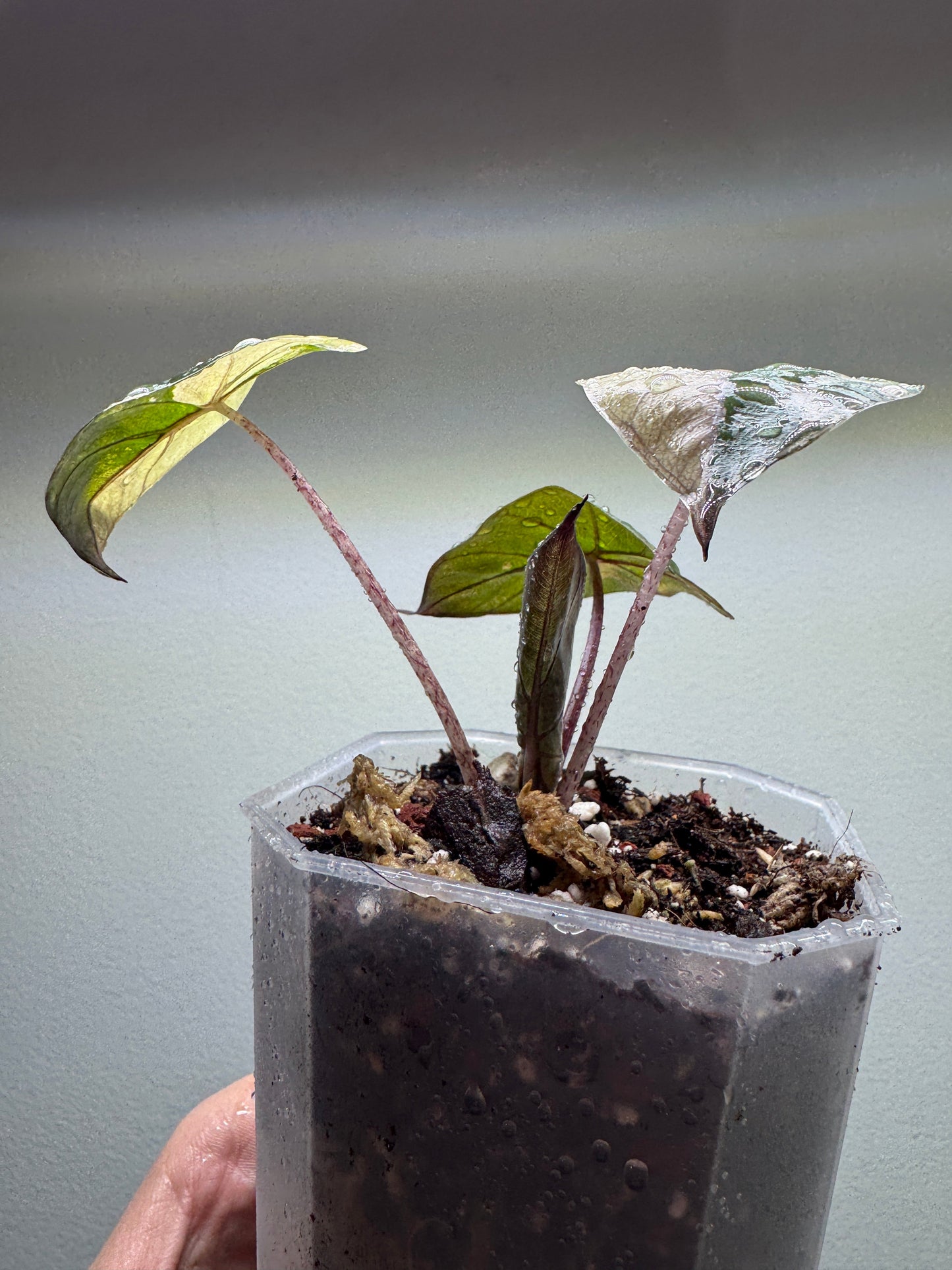 Alocasia 'Yucatan Princess' Variegata