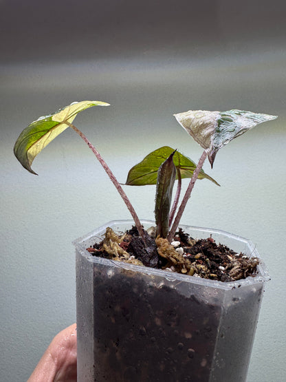 Alocasia 'Yucatan Princess' Variegata