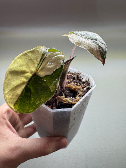 Alocasia 'Yucatan Princess' Variegata