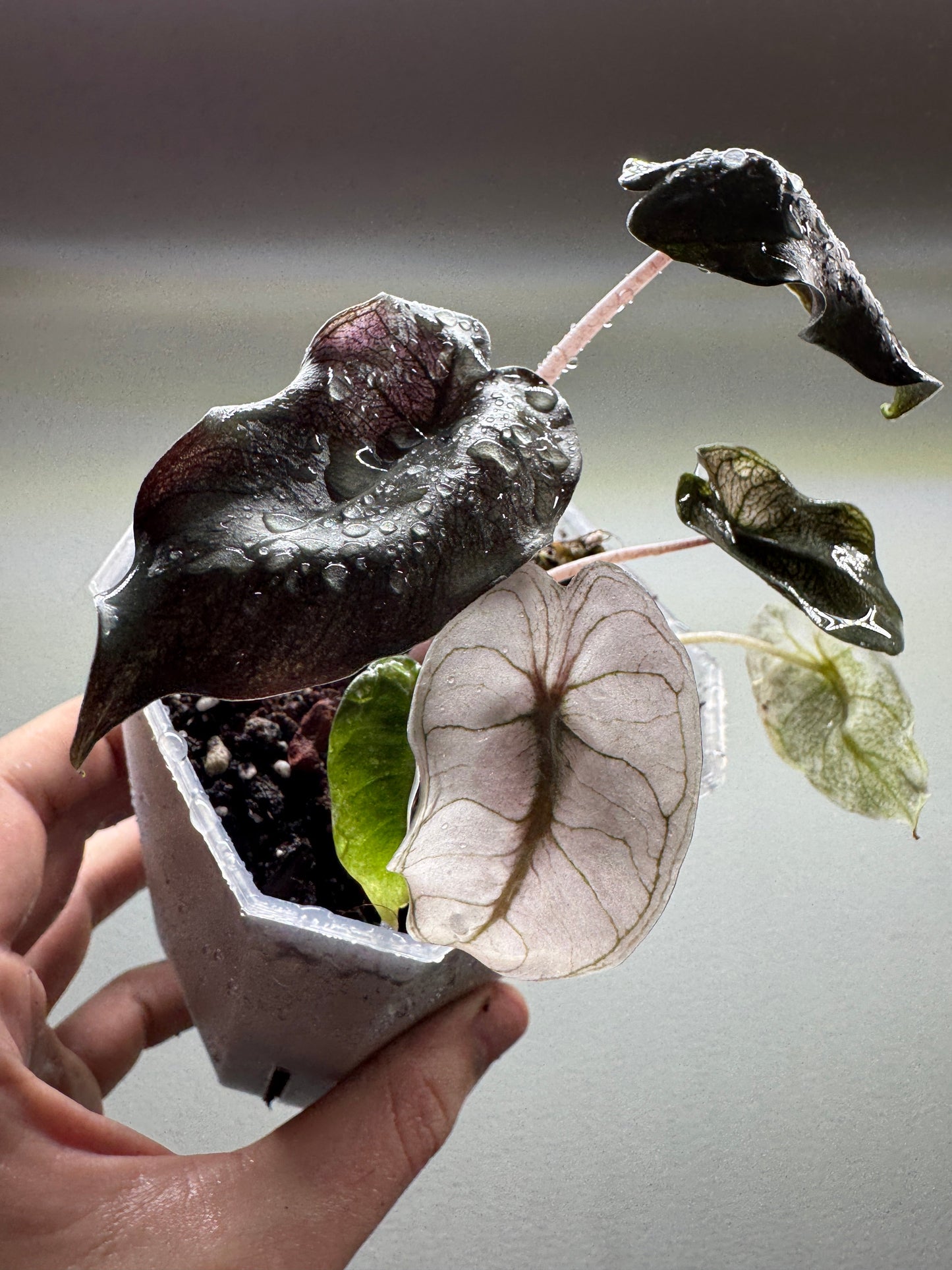 Alocasia Pink Dragon ’STARDUST’ - Aroid Pot Included