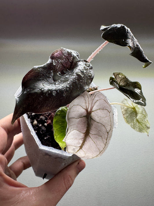 Alocasia Pink Dragon ’STARDUST’ - Aroid Pot Included