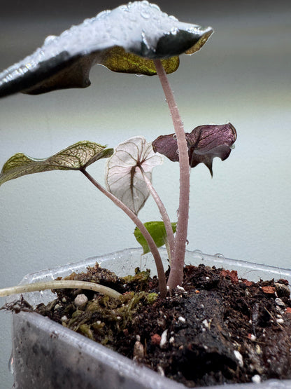 Alocasia Pink Dragon ’STARDUST’ - Aroid Pot Included