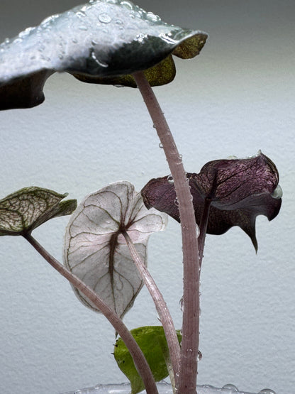 Alocasia Pink Dragon ’STARDUST’ - Aroid Pot Included